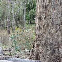 Eucalyptus melliodora (Yellow Box) at Watson, ACT - 15 Jun 2024 by EcolCara37