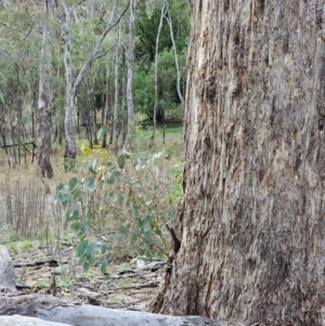 Eucalyptus melliodora at Mount Majura - 15 Jun 2024