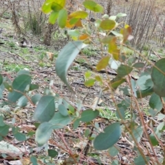 Eucalyptus melliodora at Mount Majura - 15 Jun 2024