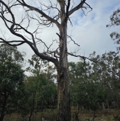 Eucalyptus melliodora at Mount Majura - 15 Jun 2024