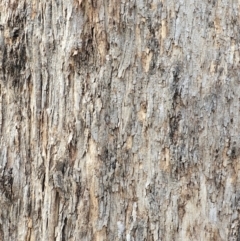 Eucalyptus melliodora at Mount Majura - 15 Jun 2024