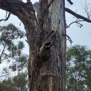 Eucalyptus melliodora at Mount Majura - 15 Jun 2024