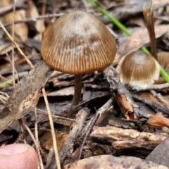 Unidentified Cap on a stem; gills below cap [mushrooms or mushroom-like] at Bungonia National Park - 15 Jun 2024 by trevorpreston