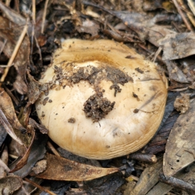 Agaricus sp. (Agaricus) at Bungonia National Park - 15 Jun 2024 by trevorpreston