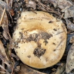 Agaricus sp. at Bungonia National Park - 15 Jun 2024