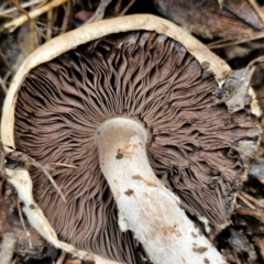 Agaricus sp. at Bungonia National Park - 15 Jun 2024