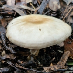 Unidentified Cap on a stem; gills below cap [mushrooms or mushroom-like] at Bungonia, NSW - 15 Jun 2024 by trevorpreston