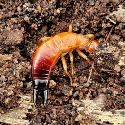 Unidentified Earwig (Dermaptera) at Bungonia National Park - 15 Jun 2024 by trevorpreston