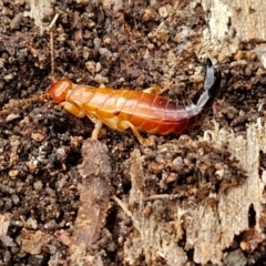 Anisolabididae (family) at Bungonia National Park - 15 Jun 2024