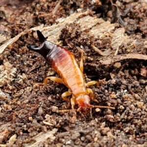 Anisolabididae (family) at Bungonia National Park - 15 Jun 2024