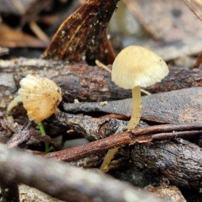 Unidentified Cap on a stem; gills below cap [mushrooms or mushroom-like] at Bungonia, NSW - 15 Jun 2024 by trevorpreston