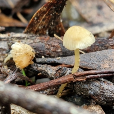 Unidentified Cap on a stem; gills below cap [mushrooms or mushroom-like] at Bungonia National Park - 15 Jun 2024 by trevorpreston