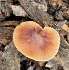 Unidentified Cap on a stem; gills below cap [mushrooms or mushroom-like] at Bungonia, NSW - 15 Jun 2024 by trevorpreston