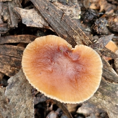 Unidentified Cap on a stem; gills below cap [mushrooms or mushroom-like] at Bungonia National Park - 15 Jun 2024 by trevorpreston