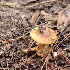 Unidentified Cap on a stem; gills below cap [mushrooms or mushroom-like] at Bungonia, NSW - 15 Jun 2024 by trevorpreston