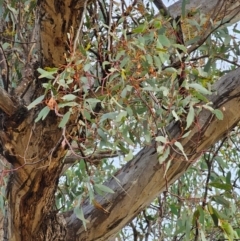 Eucalyptus melliodora (Yellow Box) at Watson, ACT - 15 Jun 2024 by EcolCara37