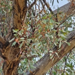 Eucalyptus melliodora at Mount Majura - 15 Jun 2024