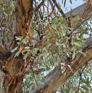 Eucalyptus melliodora at Mount Majura - 15 Jun 2024 03:48 PM