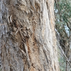 Eucalyptus melliodora at Mount Majura - 15 Jun 2024