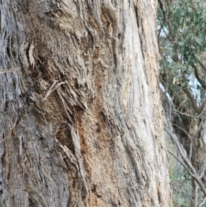 Eucalyptus melliodora at Mount Majura - 15 Jun 2024