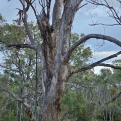 Eucalyptus melliodora at Mount Majura - 15 Jun 2024