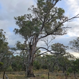 Eucalyptus melliodora at Mount Majura - 15 Jun 2024