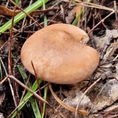 Unidentified Cap on a stem; gills below cap [mushrooms or mushroom-like] at Bungonia National Park - 15 Jun 2024 by trevorpreston