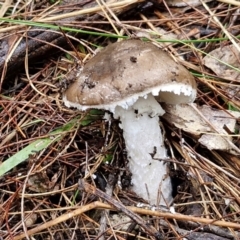 Unidentified Cap on a stem; gills below cap [mushrooms or mushroom-like] at Bungonia National Park - 15 Jun 2024 by trevorpreston