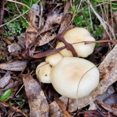 Unidentified Cap on a stem; gills below cap [mushrooms or mushroom-like] at Bungonia, NSW - 15 Jun 2024 by trevorpreston