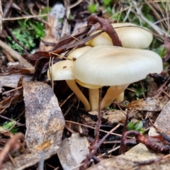 zz agaric (stem; gills white/cream) at Bungonia National Park - 15 Jun 2024 12:27 PM