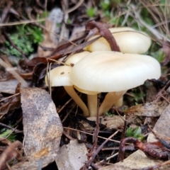 zz agaric (stem; gills white/cream) at Bungonia National Park - 15 Jun 2024 12:27 PM