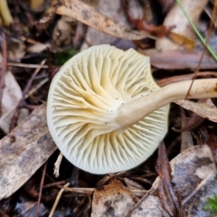 zz agaric (stem; gills white/cream) at Bungonia National Park - 15 Jun 2024