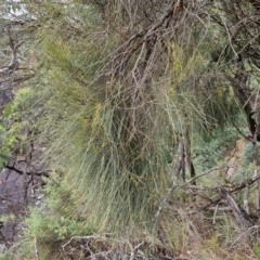 Allocasuarina verticillata (Drooping Sheoak) at Bungonia, NSW - 15 Jun 2024 by trevorpreston