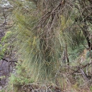 Allocasuarina verticillata at Bungonia National Park - 15 Jun 2024