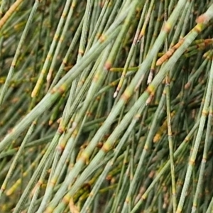 Allocasuarina verticillata at Bungonia National Park - 15 Jun 2024