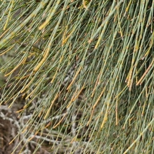 Allocasuarina verticillata at Bungonia National Park - 15 Jun 2024 12:24 PM