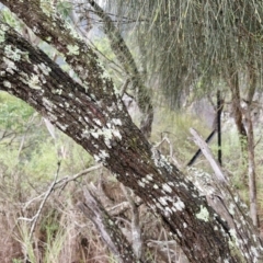 Allocasuarina verticillata at Bungonia National Park - 15 Jun 2024