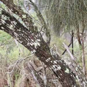 Allocasuarina verticillata at Bungonia National Park - 15 Jun 2024 12:24 PM