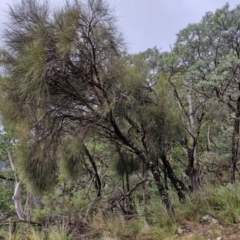 Allocasuarina verticillata at Bungonia National Park - 15 Jun 2024 12:24 PM