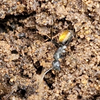 Camponotus aeneopilosus (A Golden-tailed sugar ant) at Bungonia National Park - 15 Jun 2024 by trevorpreston