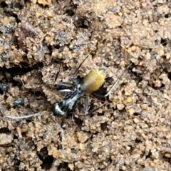 Camponotus aeneopilosus at Bungonia National Park - 15 Jun 2024