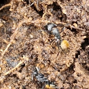 Camponotus aeneopilosus at Bungonia National Park - 15 Jun 2024