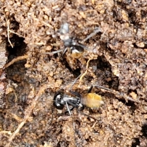 Camponotus aeneopilosus at Bungonia National Park - 15 Jun 2024