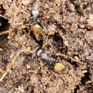 Camponotus aeneopilosus at Bungonia National Park - 15 Jun 2024