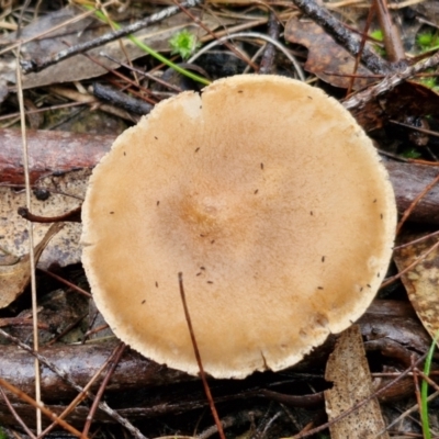 Unverified Cap on a stem; gills below cap [mushrooms or mushroom-like] at Bungonia National Park - 15 Jun 2024 by trevorpreston