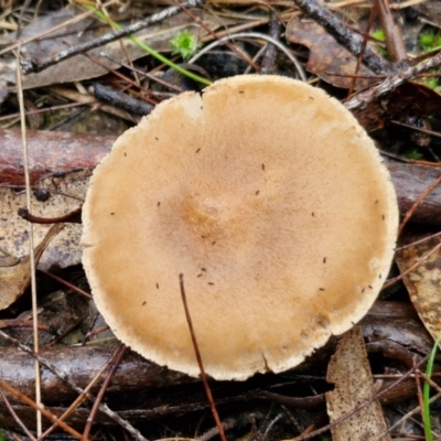 Unidentified Cap on a stem; gills below cap [mushrooms or mushroom-like] at Bungonia National Park - 15 Jun 2024 by trevorpreston