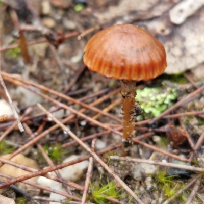 Laccaria sp. at Bungonia, NSW - 15 Jun 2024 by trevorpreston