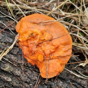 Trametes coccinea at Bungonia National Park - 15 Jun 2024