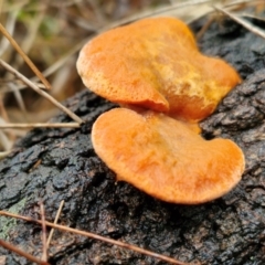 Trametes coccinea at Bungonia National Park - 15 Jun 2024