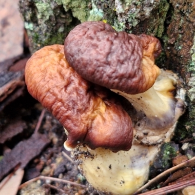 Unidentified Cap on a stem; gills below cap [mushrooms or mushroom-like] at Bungonia National Park - 15 Jun 2024 by trevorpreston